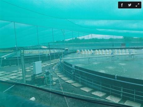 Lót bạt HDPE cho năng suất tôm tăng 50%